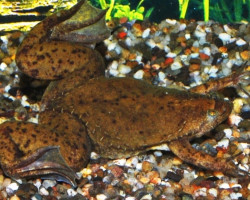 Xenopus Laevis/Frog M