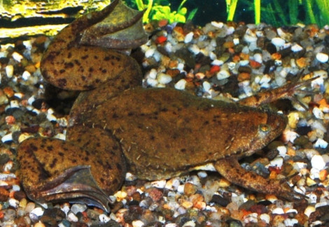 Xenopus Laevis L