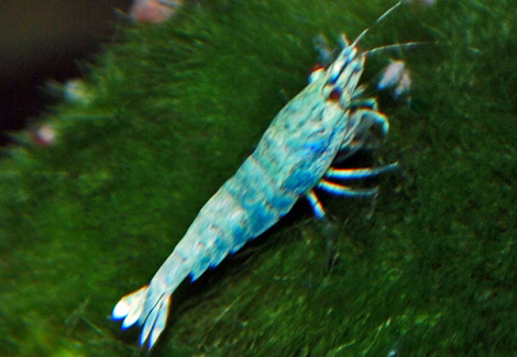 Caridina Cantonensis Blue Bolt L