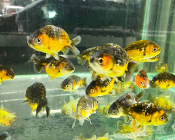 Car. Aur. Ranchu Gold/Black 8/10