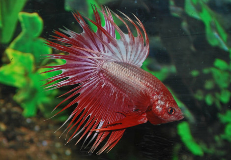 Betta Splendens Dragon Crowntail Maschio Xl