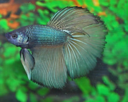 Betta Splendens Super Delta Maschio Xl