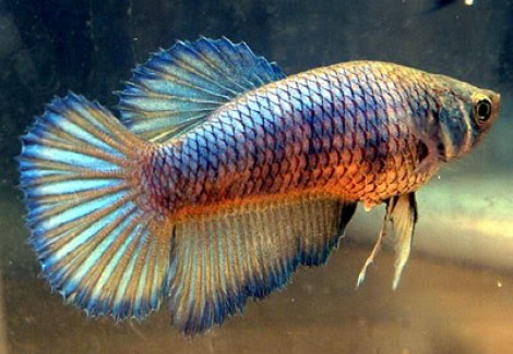 Betta Super Delta Femmina M