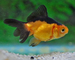 Car. Aur. Red/Black Oranda  5/6