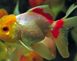 Car. Aur. White Oranda 3/5