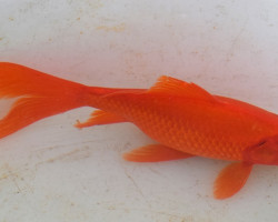 Car. Aur.  16/20, Comet Goldfish