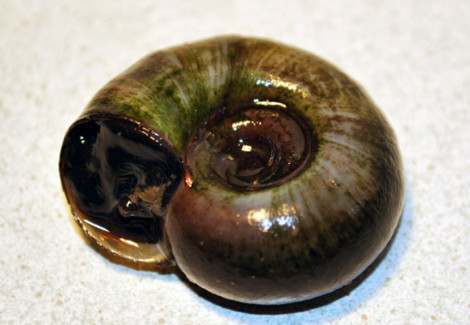 Planorbarius Corneus M