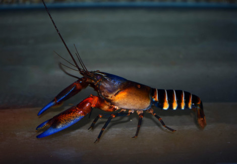 Cherax Pecknyi Blue Claw L