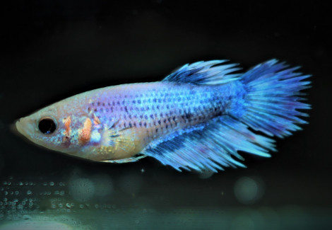 Betta Splendens Crowntail Femmina M