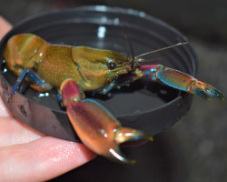 Cherax Boesemani Red Claw L