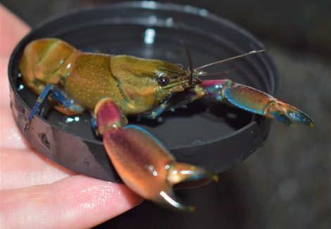 Cherax Boesemani Red Claw L