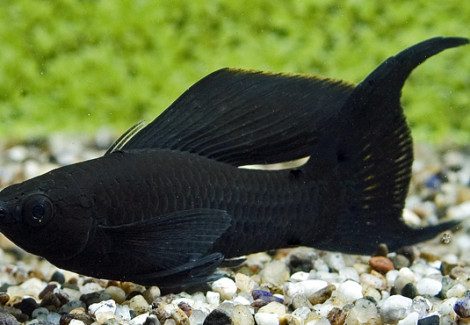 Poecilia Sphenops Black Longfin S