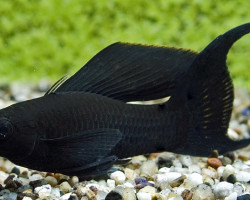 Poecilia Sphenops Black Longfin M