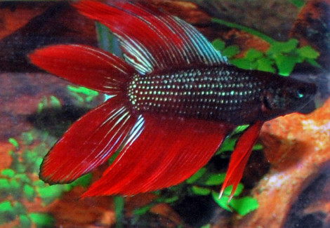 Betta Splendens Doubletail Maschio L