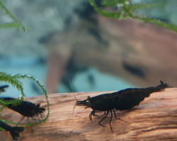 Neocaridina Davidi Black M