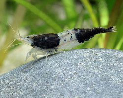 Neocaridina Davidi Black Rili M