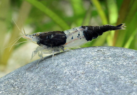 Neocaridina Davidi Black Rili M