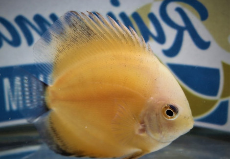 Discus  Crystal Yellow S/M