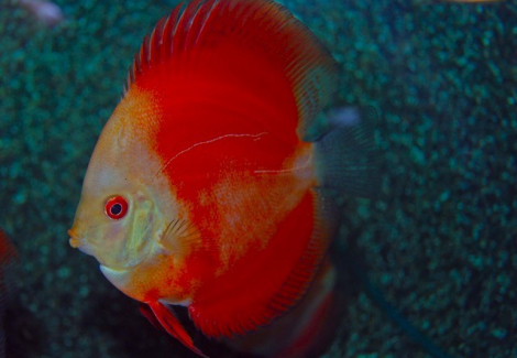 Discus Red Melon White Face S/M