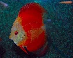 Discus  Red Melon White Face M/L