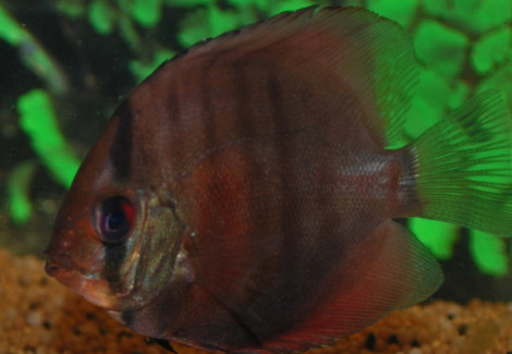 S. Aequifasciatus Red Rose M/L