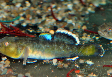 Chlamydogobius Eremius M