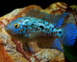 Rocio Octofasciata Electric Blue S