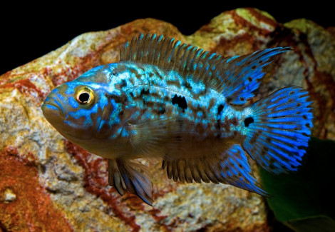 Rocio Octofasciata Electric Blue S