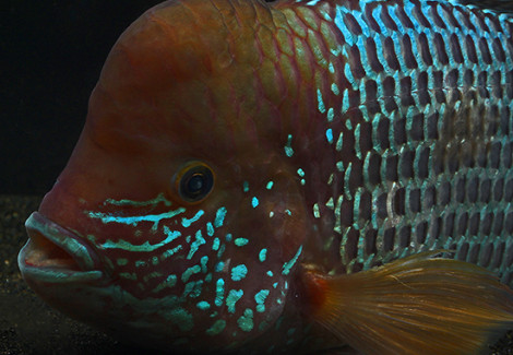 Aequidens Rivulatus 5-6Cm