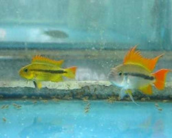 Apistogramma Cacatuoides Orange  Coppia 3-4Cm