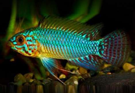 Apistogramma Caetey 3-4