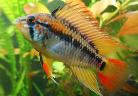 Apistogramma Macmasteri 3-4Cm