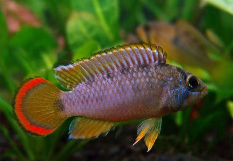 Apistogramma Nijsseni 3-4Cm