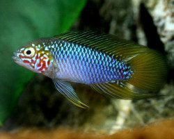 Apistogramma Sp. Opal 3-4Cm