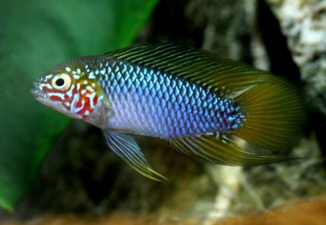 Apistogramma Sp. Opal 3-4Cm