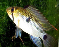 Apistogramma Steindachneri 3-4Cm