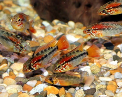 Apistogramma Viejita Ii 3-4Cm