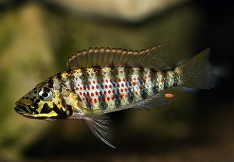 Ctenochromis Horei 4Cm