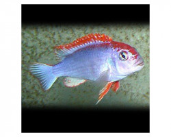 Cynotilapia Fletti-Red-Top 3-4Cm