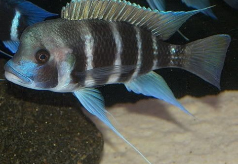 Cyphotilapia Frontosa Kigoma 4-5Cm