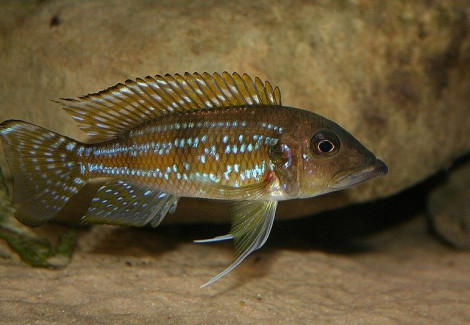 Gnathochromis Permaxillaris 5,5-7