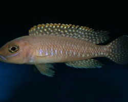 Lamprologus Ventralis Chituta 3-3,5