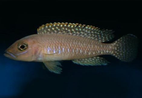 Lamprologus Ventralis Chituta 3-3,5