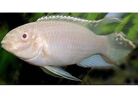 Pelvicachromis Pulcher Albino Red 3-3,5