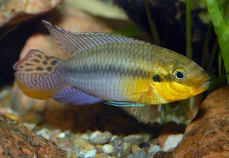 Pelvicachromis Subocelatus Matadi 3,5-4Cm