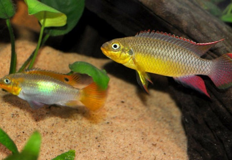 Pelvicachromis Taeniatus Spec. Klugei 4-5Cm