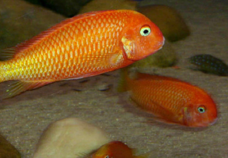 Tropheus Moorii Kapampa 4-4,5