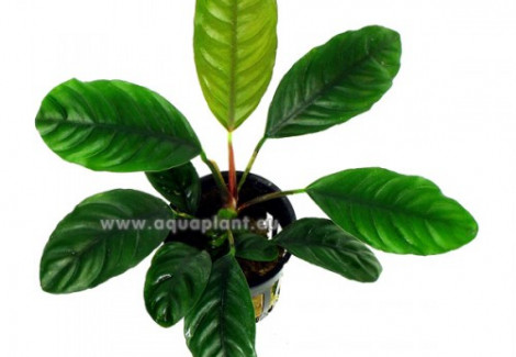 Anubias Caffeefolia