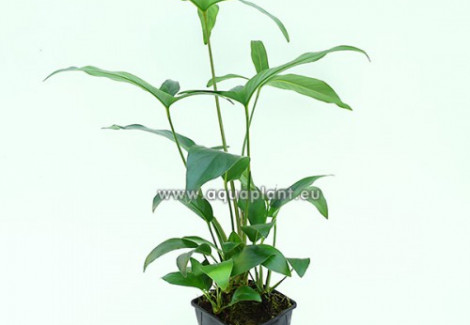 Anubias Hastifolia