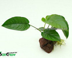 Anubias Stone S